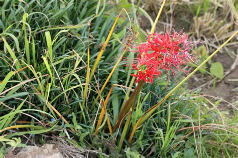 彼岸花葉|ヒガンバナの葉を見たことがありますか